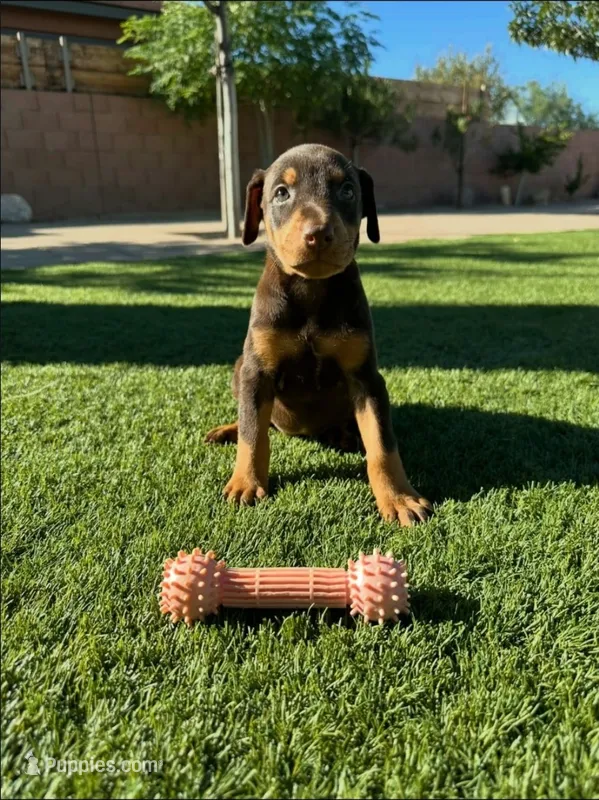 Akira Red F – Doberman Pinscher puppy for sale in Maricopa, AZ