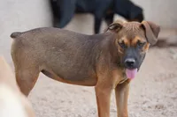 Bandogge (Aubrey), a female American Mastiff for sale in Maricopa, AZ – 6 of 10