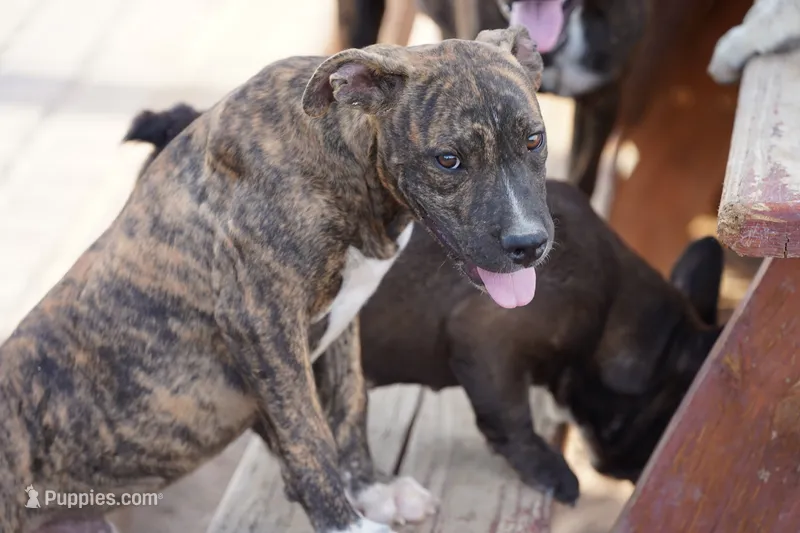 Bandogge (BrindM) – American Mastiff puppy for sale in Maricopa, AZ