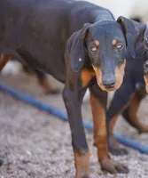 Dobie Blk F Diabla, a female Doberman Pinscher for sale in Maricopa, AZ – 3 of 5