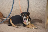 Bandogge (Bart), a male American Mastiff for sale in Maricopa, AZ – 5 of 10