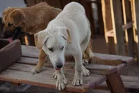 Toes M Lorek, a male Akita and McNab Shepherd for sale in Maricopa, AZ – 7 of 10
