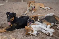 Doberdane Blk/Rst F, a female Doberman Pinscher and Great Dane for sale in Maricopa, AZ – 8 of 10
