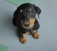 Dorian Blk F, a female Doberman Pinscher for sale in Maricopa, AZ – Photo 1 of 2