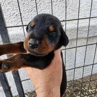 Dorian Blk F, a female Doberman Pinscher for sale in Maricopa, AZ – Photo 2 of 2