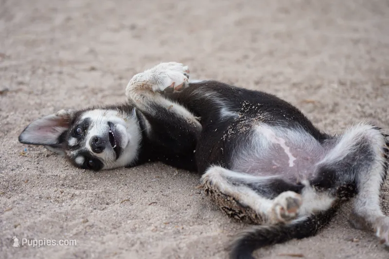 McNabsky (Husky) – Siberian Husky, McNab Shepherd puppy for sale in Maricopa, AZ