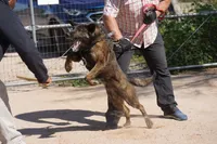 Dutch F Pink, a female Dutch Shepherd for sale in Maricopa, AZ – Photo 4 of 6