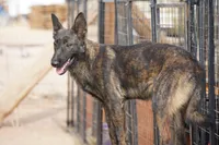 Dutch F Pink, a female Dutch Shepherd for sale in Maricopa, AZ – Photo 2 of 6