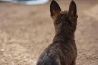 Dutch F Pink, a female Dutch Shepherd for sale in Maricopa, AZ – Photo 8 of 8