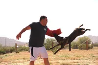 Dutch F Pink, a female Dutch Shepherd for sale in Maricopa, AZ – Photo 1 of 6