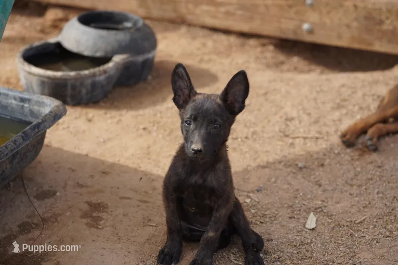 Dutch F Pink – Dutch Shepherd puppy for sale in Maricopa, AZ