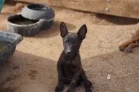 Dutch F Pink, a female Dutch Shepherd for sale in Maricopa, AZ – Photo 1 of 8
