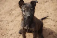 Dutch F Pink, a female Dutch Shepherd for sale in Maricopa, AZ – Photo 2 of 8