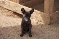 Dutch F Pink, a female Dutch Shepherd for sale in Maricopa, AZ – Photo 4 of 8