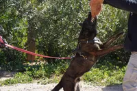 Dutch F Pink, a female Dutch Shepherd for sale in Maricopa, AZ – Photo 3 of 6