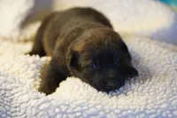 Dutch F Pink, a female Dutch Shepherd for sale in Maricopa, AZ – Photo 6 of 6