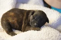 Dutch F Pink, a female Dutch Shepherd for sale in Maricopa, AZ – Photo 5 of 6