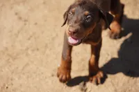 Dobie Red M, a male Doberman Pinscher for sale in Maricopa, AZ – 2 of 4