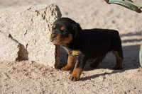 Rott Girl, a female Rottweiler for sale in Maricopa, AZ – 2 of 7