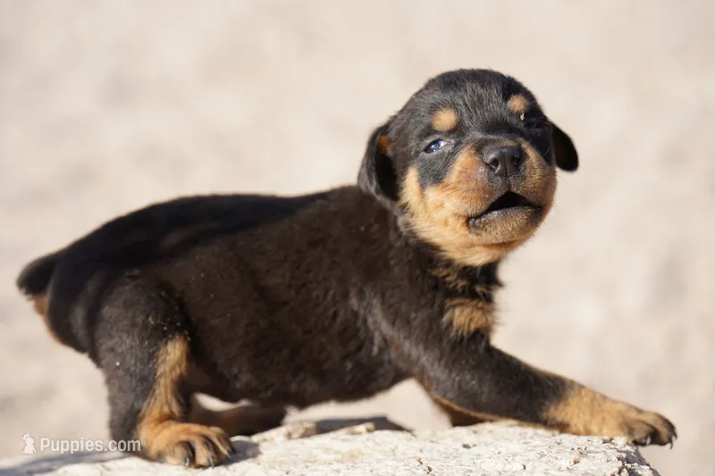 Rott Girl – Rottweiler puppy for sale in Maricopa, AZ