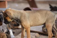 Midnight Fawn F, a female American Mastiff for sale in Maricopa, AZ – 7 of 10