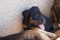 Rott (GenM2), a male Rottweiler for sale in Maricopa, AZ – 8 of 9