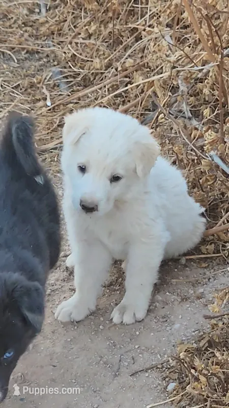McNabsky F white – Siberian Husky, McNab Shepherd puppy for sale in Maricopa, AZ