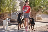 Toes M Lorek, a male Akita and McNab Shepherd for sale in Maricopa, AZ – 3 of 10