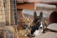 Doberdane Tri-color F, a female Doberman Pinscher and Great Dane for sale in Maricopa, AZ – 3 of 10