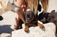 Rott (Chanel M), a male Rottweiler for sale in Maricopa, AZ – 8 of 10