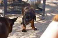 Rott (Chanel F), a female Rottweiler for sale in Maricopa, AZ – 4 of 10