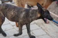 Dutch (Stella), a female Dutch Shepherd for sale in Maricopa, AZ – 9 of 10