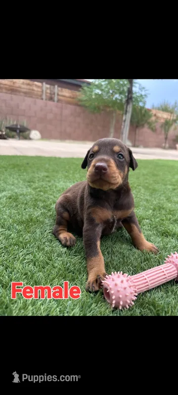 Akira Red F – Doberman Pinscher puppy for sale in Maricopa, AZ