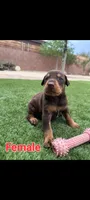 Akira Red F, a female Doberman Pinscher for sale in Maricopa, AZ – 1 of 5