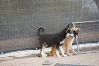 McNabsky (Husky), a female Siberian Husky and McNab Shepherd for sale in Maricopa, AZ – 10 of 10