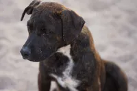 Bandog (BlkBrnF), a female American Mastiff for sale in Maricopa, AZ – 7 of 10