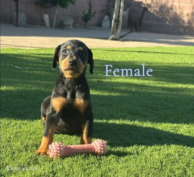Akira Blk F – Doberman Pinscher puppy for sale in Maricopa, AZ