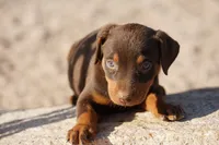 Diabla Red F, a female Doberman Pinscher for sale in Maricopa, AZ – 4 of 10