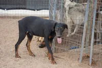 Dobie (Milhouse), a male Doberman Pinscher for sale in Maricopa, AZ – 10 of 10