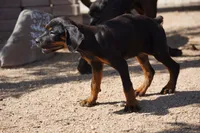 Rott (Amiri), a female Rottweiler for sale in Maricopa, AZ – 3 of 6