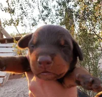 Diabla M1, a male Doberman Pinscher for sale in Maricopa, AZ – 2 of 4