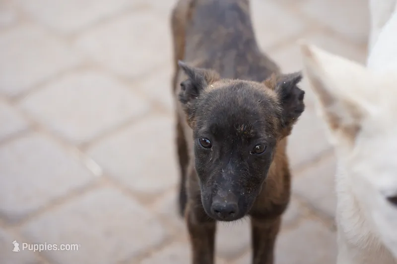 Dutch F Pink – Dutch Shepherd puppy for sale in Maricopa, AZ