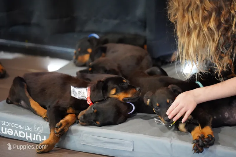 Red Collar – Rottweiler puppy for sale in Maricopa, AZ