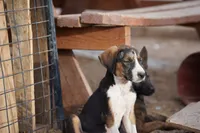 Doberdane Tri-color F, a female Doberman Pinscher and Great Dane for sale in Maricopa, AZ – 8 of 10