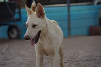 Tiscar Farm Dog (Alex), a male Akita and McNab Shepherd for sale in Maricopa, AZ – 5 of 10