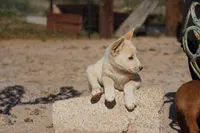 Toes M Cream, a male Akita and McNab Shepherd for sale in Maricopa, AZ – Photo 7 of 10