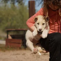Toes M Cream, a male Akita and McNab Shepherd for sale in Maricopa, AZ – Photo 8 of 10