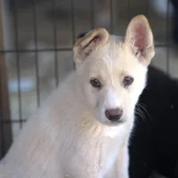 Toes M Cream, a male Akita and McNab Shepherd for sale in Maricopa, AZ – Photo 7 of 10