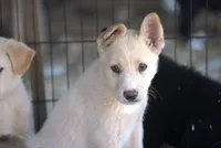 Toes M Cream, a male Akita and McNab Shepherd for sale in Maricopa, AZ – Photo 4 of 10