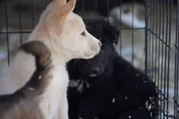 Toes M Cream, a male Akita and McNab Shepherd for sale in Maricopa, AZ – Photo 2 of 10